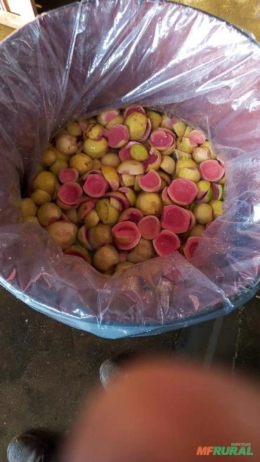 Goiaba em compota, casca para goiabada cascão e polpa Imagem Goiaba em compota, casca para goiabada cascão e polpa