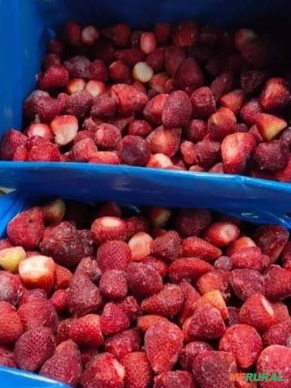 MORANGO Imagem MORANGO