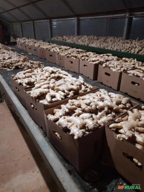 GENGIBRE DE ALTA QUALIDADE - DIRETO DOS PRODUTORES AGRICULTORES FAMILIARES Imagem GENGIBRE DE ALTA QUALIDADE - DIRETO DOS PRODUTORES AGRICULTORES FAMILIARES