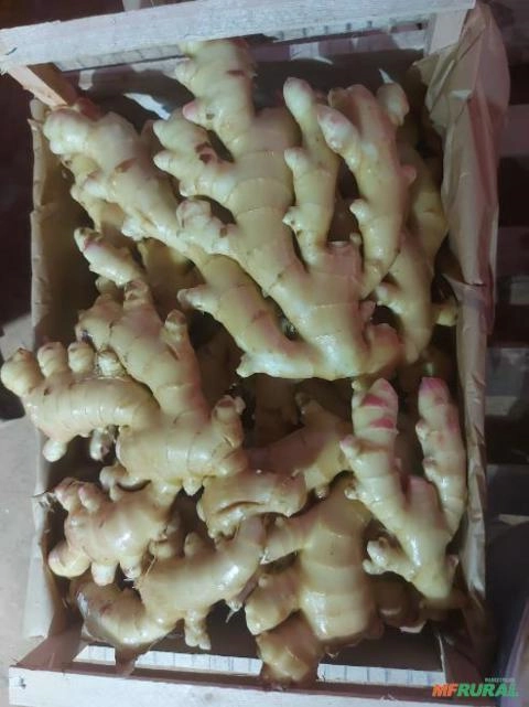 Imagem GENGIBRE DE ALTA QUALIDADE - DIRETO DOS PRODUTORES AGRICULTORES FAMILIARES Imagem GENGIBRE DE ALTA QUALIDADE - DIRETO DOS PRODUTORES AGRICULTORES FAMILIARES