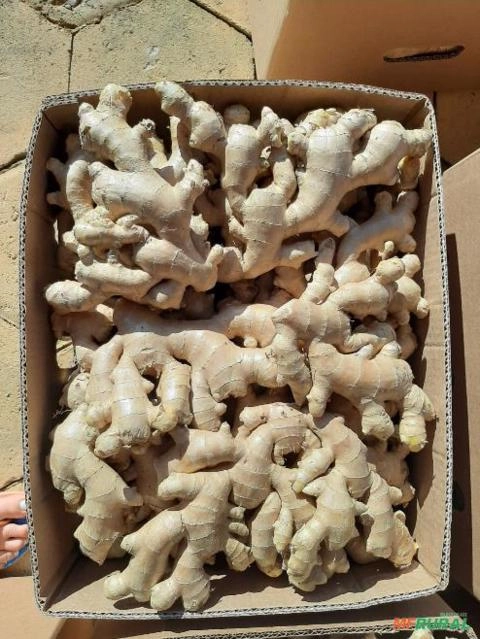 Imagem GENGIBRE DE ALTA QUALIDADE - DIRETO DOS PRODUTORES AGRICULTORES FAMILIARES Imagem GENGIBRE DE ALTA QUALIDADE - DIRETO DOS PRODUTORES AGRICULTORES FAMILIARES