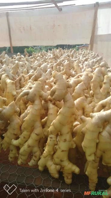 Imagem GENGIBRE DE ALTA QUALIDADE - DIRETO DOS PRODUTORES AGRICULTORES FAMILIARES Imagem GENGIBRE DE ALTA QUALIDADE - DIRETO DOS PRODUTORES AGRICULTORES FAMILIARES