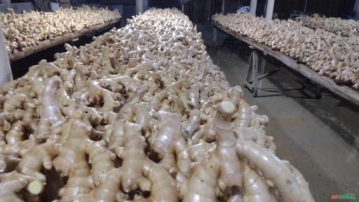 Imagem GENGIBRE DE ALTA QUALIDADE - DIRETO DOS PRODUTORES AGRICULTORES FAMILIARES Imagem GENGIBRE DE ALTA QUALIDADE - DIRETO DOS PRODUTORES AGRICULTORES FAMILIARES