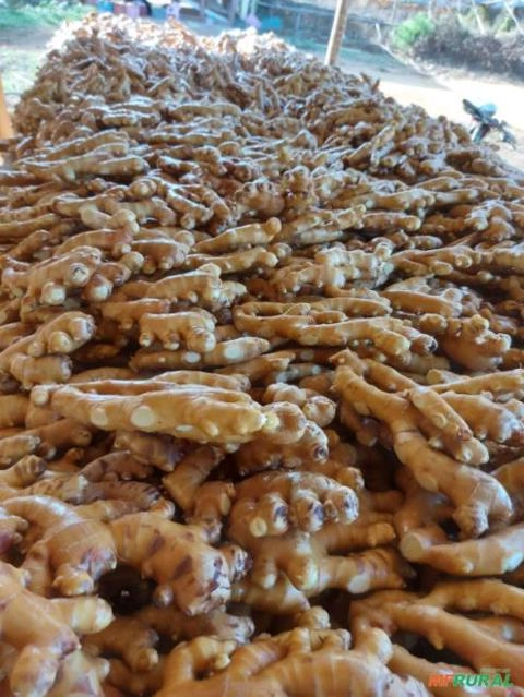 Imagem GENGIBRE DE ALTA QUALIDADE - DIRETO DOS PRODUTORES AGRICULTORES FAMILIARES Imagem GENGIBRE DE ALTA QUALIDADE - DIRETO DOS PRODUTORES AGRICULTORES FAMILIARES