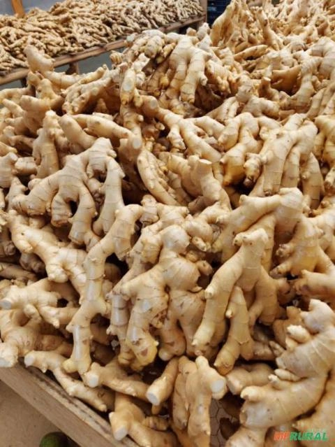Imagem GENGIBRE DE ALTA QUALIDADE - DIRETO DOS PRODUTORES AGRICULTORES FAMILIARES Imagem GENGIBRE DE ALTA QUALIDADE - DIRETO DOS PRODUTORES AGRICULTORES FAMILIARES
