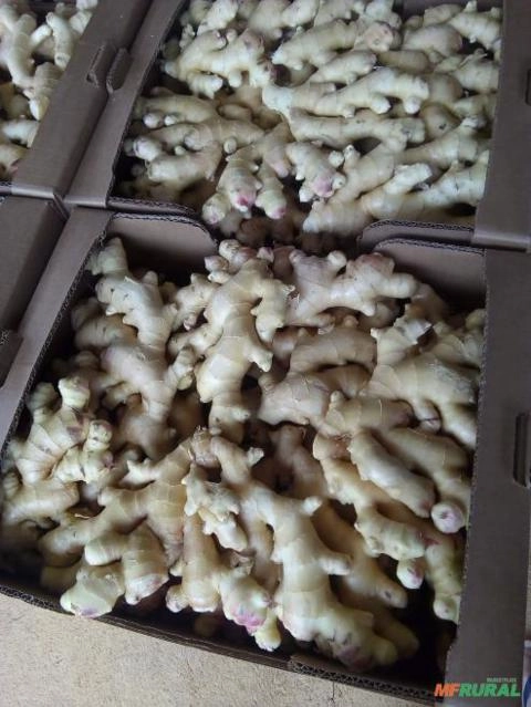 Imagem GENGIBRE DE ALTA QUALIDADE - DIRETO DOS PRODUTORES AGRICULTORES FAMILIARES Imagem GENGIBRE DE ALTA QUALIDADE - DIRETO DOS PRODUTORES AGRICULTORES FAMILIARES