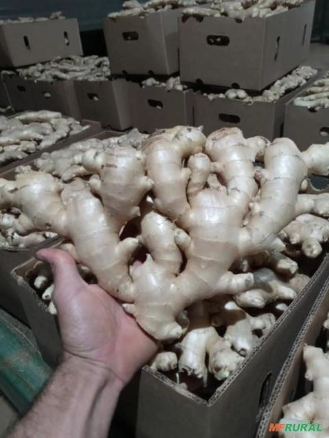 Imagem GENGIBRE DE ALTA QUALIDADE - DIRETO DOS PRODUTORES AGRICULTORES FAMILIARES Imagem GENGIBRE DE ALTA QUALIDADE - DIRETO DOS PRODUTORES AGRICULTORES FAMILIARES