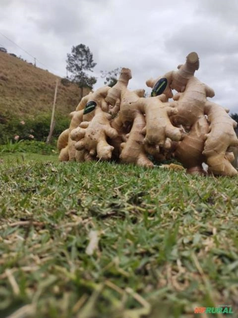 Imagem GENGIBRE DE ALTA QUALIDADE - DIRETO DOS PRODUTORES AGRICULTORES FAMILIARES Imagem GENGIBRE DE ALTA QUALIDADE - DIRETO DOS PRODUTORES AGRICULTORES FAMILIARES