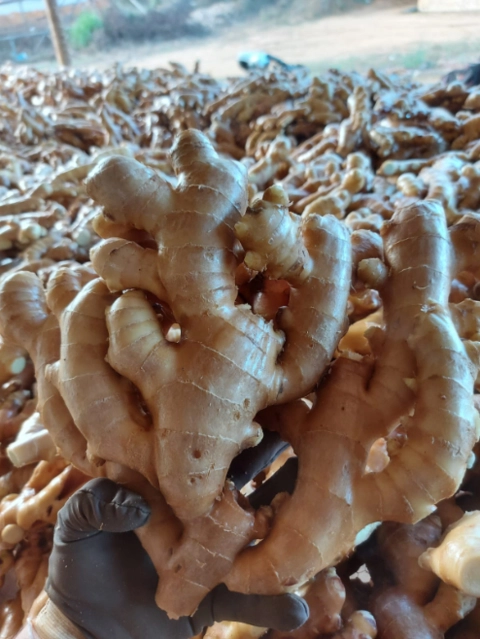 Imagem GENGIBRE DE ALTA QUALIDADE - DIRETO DOS PRODUTORES AGRICULTORES FAMILIARES Imagem GENGIBRE DE ALTA QUALIDADE - DIRETO DOS PRODUTORES AGRICULTORES FAMILIARES