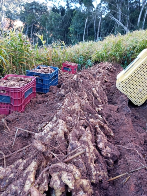 Imagem GENGIBRE DE ALTA QUALIDADE - DIRETO DOS PRODUTORES AGRICULTORES FAMILIARES Imagem GENGIBRE DE ALTA QUALIDADE - DIRETO DOS PRODUTORES AGRICULTORES FAMILIARES