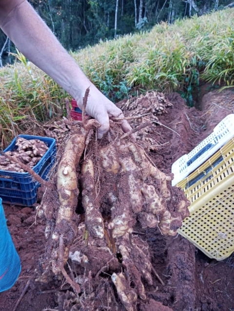 Imagem GENGIBRE DE ALTA QUALIDADE - DIRETO DOS PRODUTORES AGRICULTORES FAMILIARES Imagem GENGIBRE DE ALTA QUALIDADE - DIRETO DOS PRODUTORES AGRICULTORES FAMILIARES