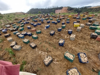 Imagem GENGIBRE DE ALTA QUALIDADE - DIRETO DOS PRODUTORES AGRICULTORES FAMILIARES Imagem GENGIBRE DE ALTA QUALIDADE - DIRETO DOS PRODUTORES AGRICULTORES FAMILIARES