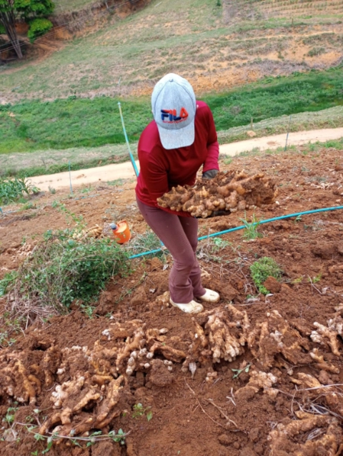 Imagem GENGIBRE DE ALTA QUALIDADE - DIRETO DOS PRODUTORES AGRICULTORES FAMILIARES Imagem GENGIBRE DE ALTA QUALIDADE - DIRETO DOS PRODUTORES AGRICULTORES FAMILIARES
