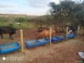 Venda de Vacas e Bois para corte Imagem Venda de Vacas e Bois para corte