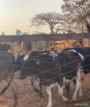 Venda de Vacas e Bois para corte Imagem Venda de Vacas e Bois para corte