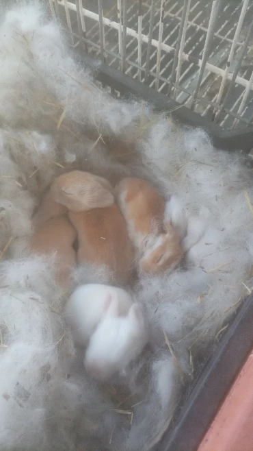 Vendo coelhos