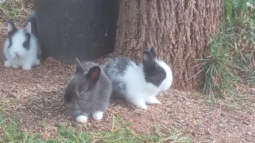 Vendo coelhos