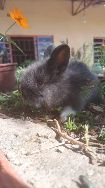 Vendo coelhos