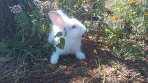 Vendo coelhos