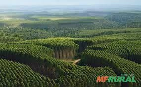 COMPRAMOS ÁRVORES DE PINUS, TEKA E EUCALIPTO EM REFLORESTAMENTO Imagem COMPRAMOS ÁRVORES DE PINUS, TEKA E EUCALIPTO EM REFLORESTAMENTO