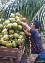 Coco verde, seco e para ingarrafadora