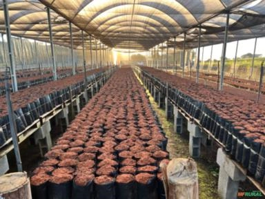 Imagem Mudas de Abacate Enxertada Imagem Mudas de Abacate Enxertada