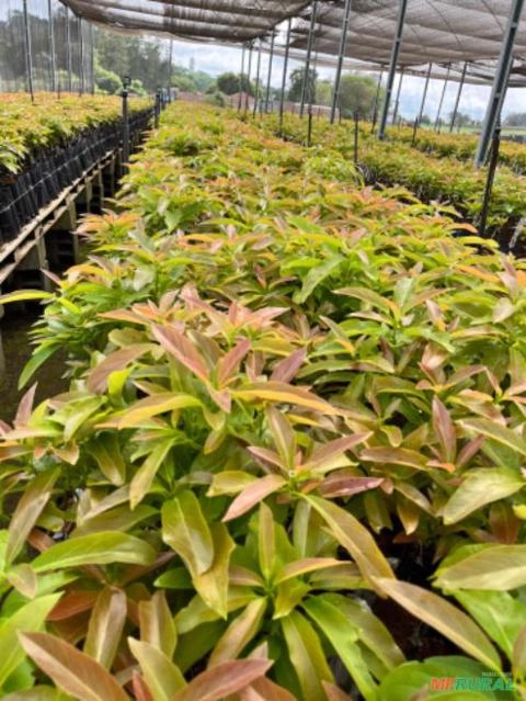 Imagem Mudas de Abacate Enxertada Imagem Mudas de Abacate Enxertada