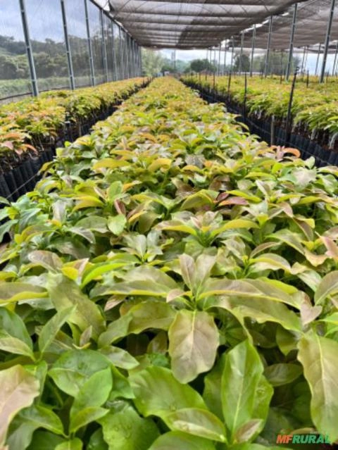 Mudas de Abacate Enxertada Imagem Mudas de Abacate Enxertada