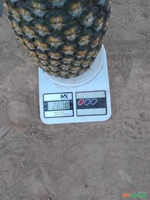 Vendas de abacaxi Imagem Vendas de abacaxi