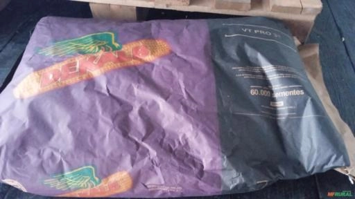 Semente de milho Imagem Semente de milho