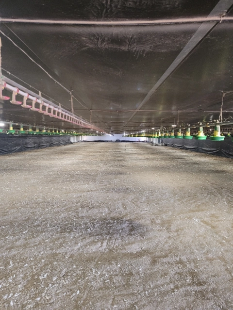 Cama de frango Imagem Cama de frango