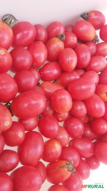 Tomate Grape Imagem Tomate Grape