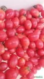 Tomate Grape Imagem Tomate Grape