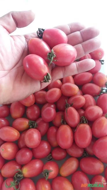 Tomate Grape