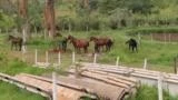 Égua e potro a venda