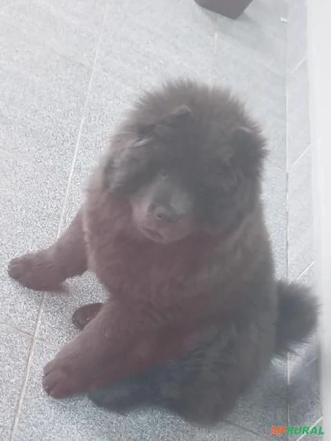 Chow chow, 3 meses, preto