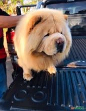 Vendo filhote de chow chow