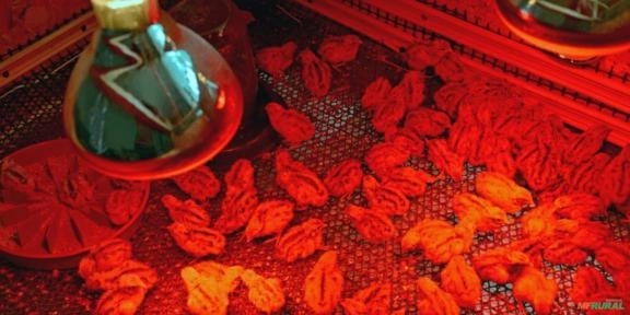 Lâmpada de aquecimento secagem infra vermelho Imagem Lâmpada de aquecimento secagem infra vermelho