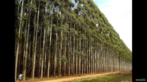 Cortãos o seu eucalipto e transportamos. Imagem Cortãos o seu eucalipto e transportamos.