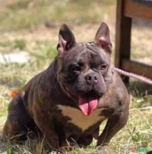 American bully  micro