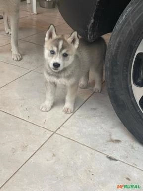 Filhote Husky Siberiano | Preço Venda Compra - MF Rural