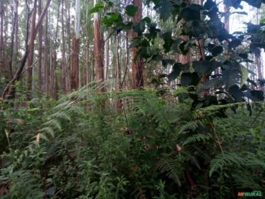 Fazenda com Eucaliptos