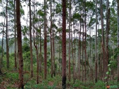 Fazenda com Eucaliptos