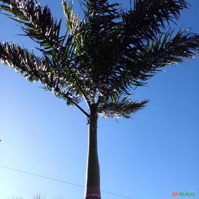 Palmeira imperial Imagem Palmeira imperial