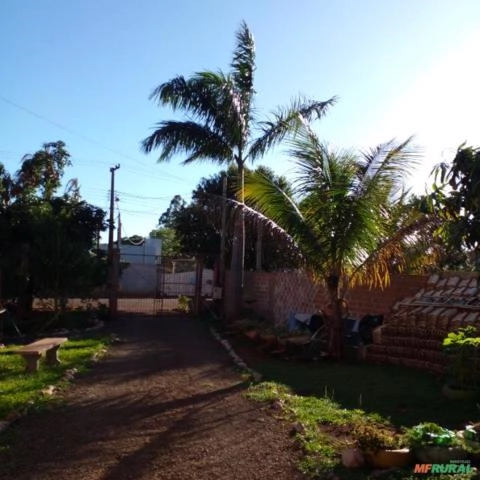 Imagem Palmeira imperial Imagem Palmeira imperial