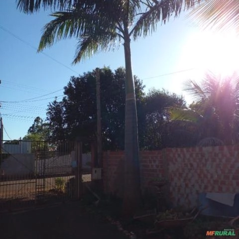 Imagem Palmeira imperial Imagem Palmeira imperial