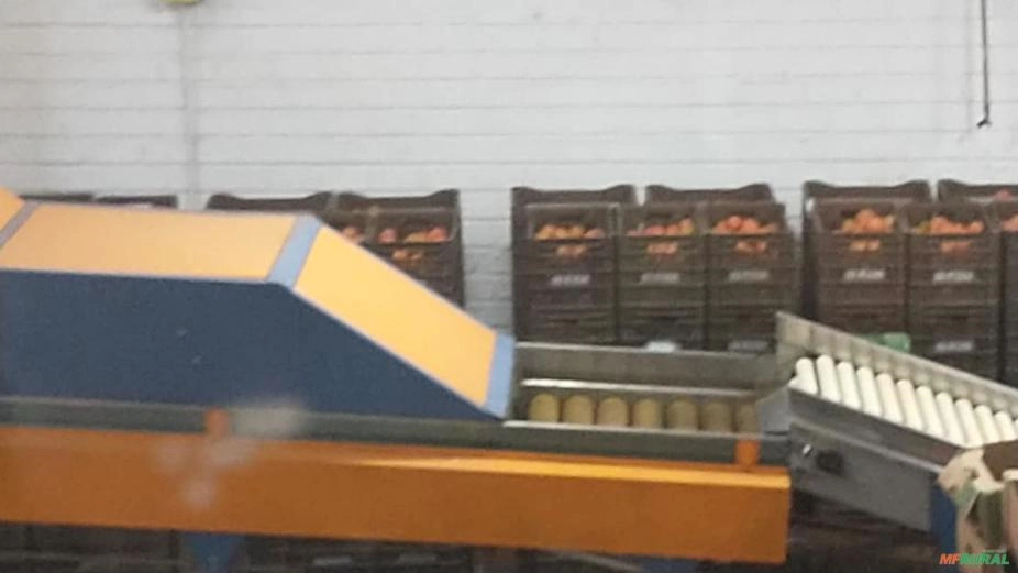 Classificadora Automatizada para Tomates / Limão / Laranjas Imagem Classificadora Automatizada para Tomates / Limão / Laranjas