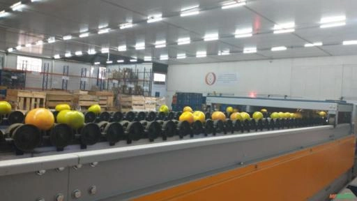 Imagem Classificadora Automatizada para Tomates / Limão / Laranjas Imagem Classificadora Automatizada para Tomates / Limão / Laranjas