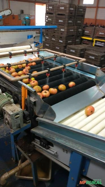 Imagem Classificadora Automatizada para Tomates / Limão / Laranjas Imagem Classificadora Automatizada para Tomates / Limão / Laranjas