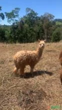 Lhamas e alpacas